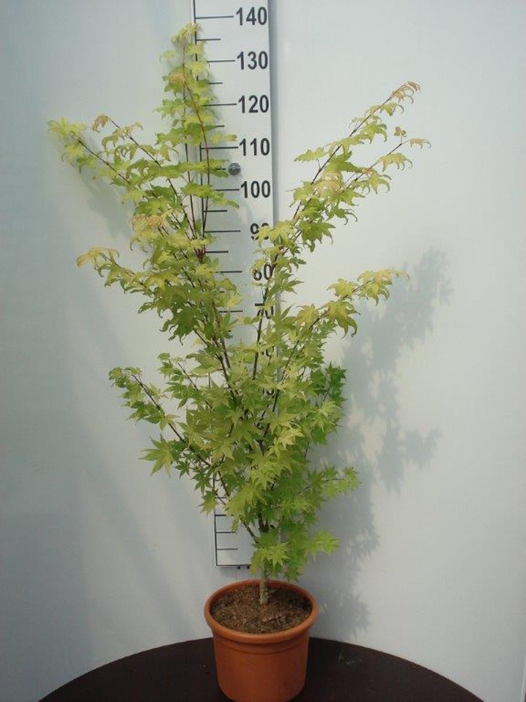 Acer pal. 'Summer Gold' - C10 80-100 CM